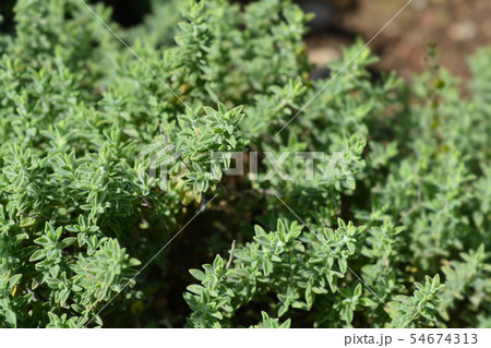 Visianis savory 54674313