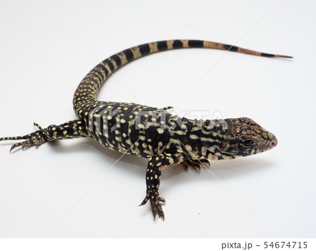 爬虫類フォト 爬虫類フォト 54674715