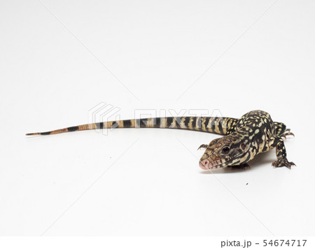爬虫類フォト 爬虫類フォト 54674717