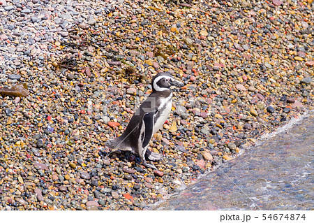 Magellanic penguins. Punta Tombo penguin colony, Magellanic penguins. Punta Tombo penguin colony, 54674874