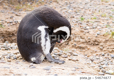 Magellanic penguin close up. Punta Tombo penguin Magellanic penguin close up. Punta Tombo penguin 54674877