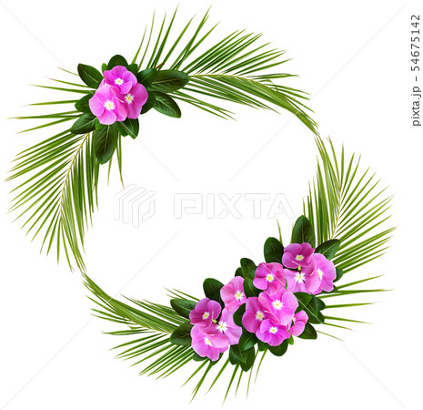 Catharanthus flowers and palm leaves in a tropical 54675142