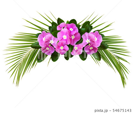 Catharanthus flowers and palm leaves in a tropical Catharanthus flowers and palm leaves in a tropical 54675143