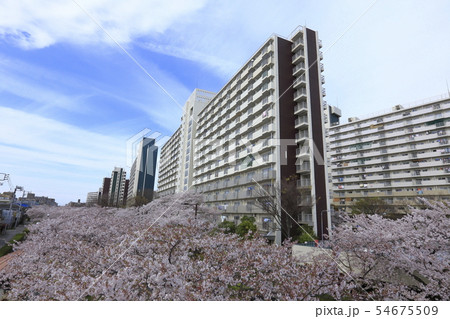 上から見た「葛西用水桜通り」 足立区大谷田 満開の桜並木 上から見た「葛西用水桜通り」 足立区大谷田 満開の桜並木 54675509