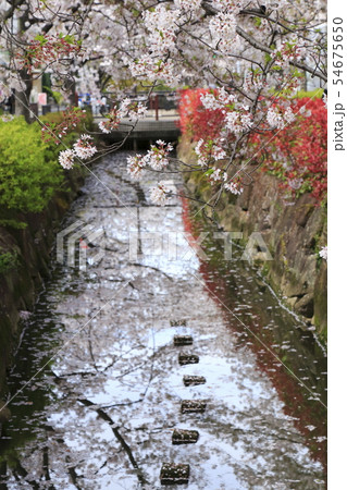 春の花筏（はないかだ） 54675650