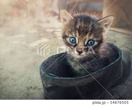 Funny striped kitten looking confused to camera 54676505