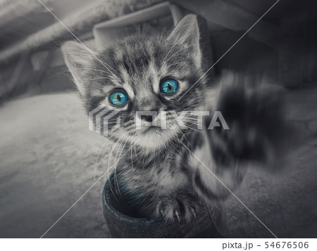 Close up black and white portrait of a cute little 54676506