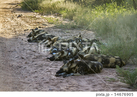 African wild dog in Kruger National park, South African wild dog in Kruger National park, South 54676905
