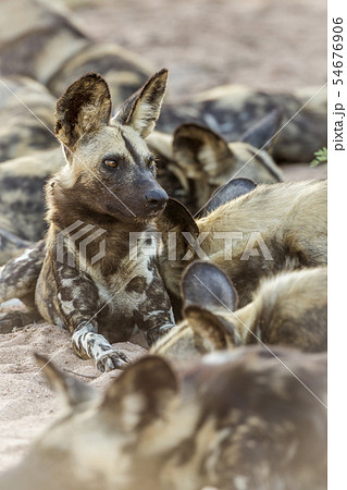 African wild dog in Kruger National park, South 54676906