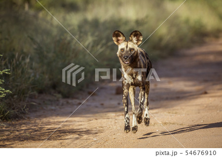 African wild dog in Kruger National park, South African wild dog in Kruger National park, South 54676910