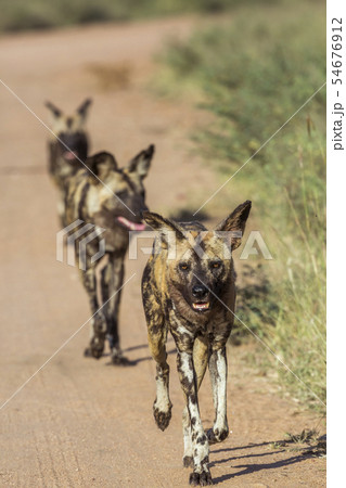 African wild dog in Kruger National park, South 54676912
