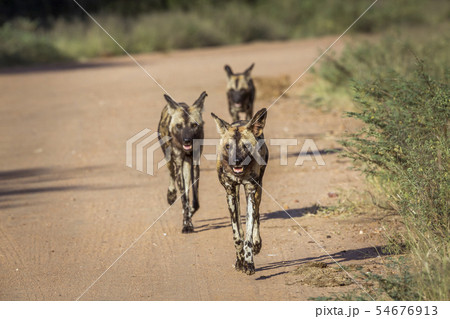 African wild dog in Kruger National park, South African wild dog in Kruger National park, South 54676913