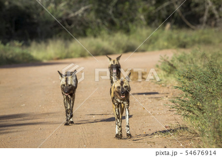 African wild dog in Kruger National park, South African wild dog in Kruger National park, South 54676914