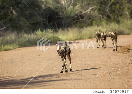 African wild dog in Kruger National park, South 54676917
