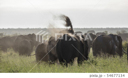 African bush elephant in Kruger National park, 54677134