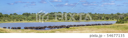 African buffalo in Kruger National park, South 54677135