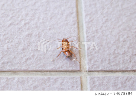 ゴキブリ ゴキブリ 54678394