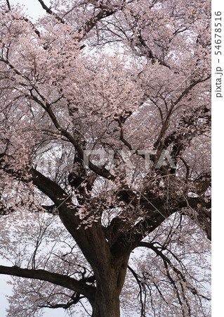 ワニ塚の桜 早朝 ワニ塚の桜 早朝 54678516