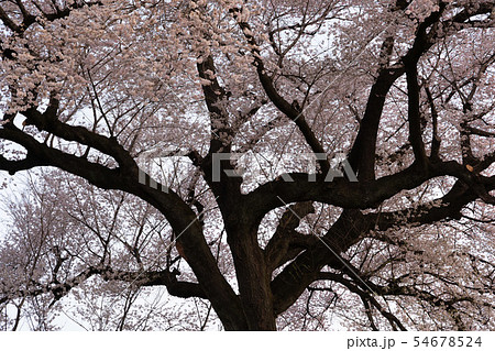 ワニ塚の桜 早朝 ワニ塚の桜 早朝 54678524