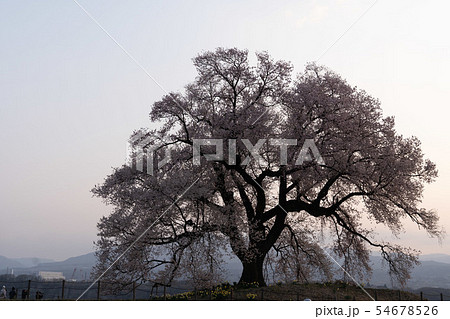 ワニ塚の桜 早朝 ワニ塚の桜 早朝 54678526