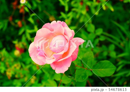 庭のピンクの薔薇 54678613