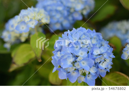 青きあじさいの花 54678802