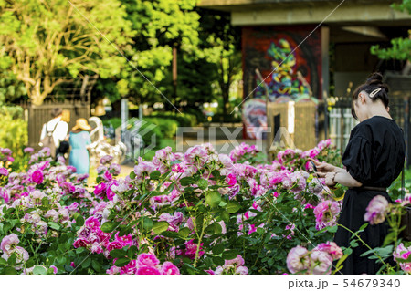 【代々木公園 バラ園】 【代々木公園 バラ園】 54679340