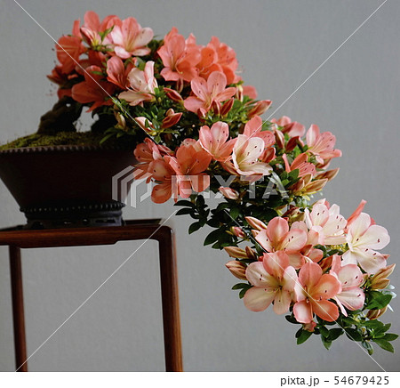 さつき展 懸崖 さつき展 懸崖 54679425