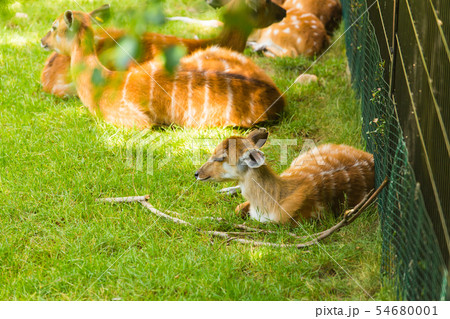 Roe deers on the meadow with baby deer. Zoo, wild animals and mammal concept Roe deers on the meadow with baby deer. Zoo, wild animals and mammal concept 54680001