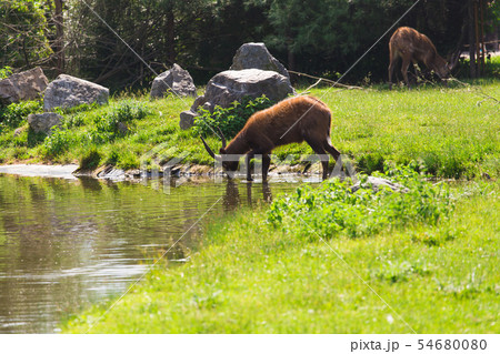 A young male deer buck drinks from a lake. A young male deer buck drinks from a lake. 54680080