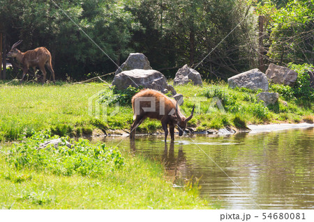 A young male deer buck drinks from a lake. A young male deer buck drinks from a lake. 54680081