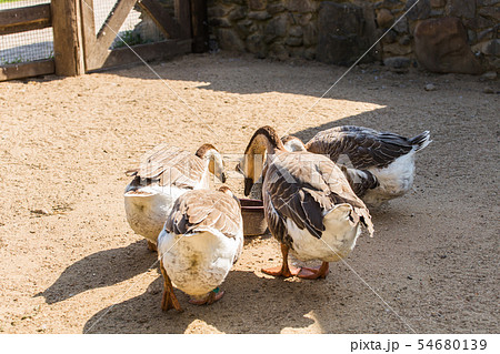 Wild gooses. The concept of animal life in the farm Wild gooses. The concept of animal life in the farm 54680139