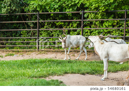 The wild white goats. Zoo, wild animals and mammal concept 54680161