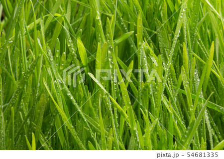drops of dew on a green grass drops of dew on a green grass 54681335