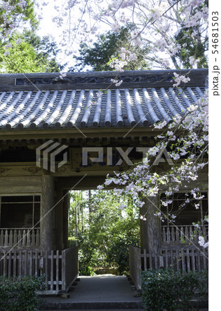[静岡県]　龍潭寺　春期 54681503