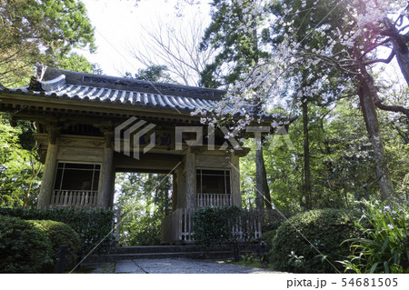 [静岡県]　龍潭寺　春期 54681505