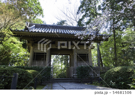 [静岡県]　龍潭寺　春期 54681506
