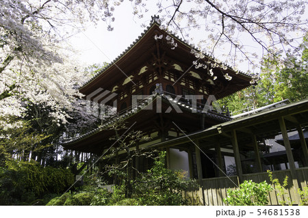 [静岡県]　龍潭寺　春期 54681538