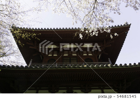 [静岡県]　龍潭寺　春期 54681545