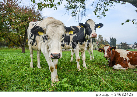 Cows on the grass hill in Switzerland Cows on the grass hill in Switzerland 54682428