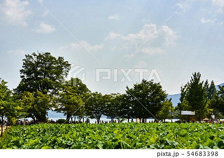 夏 風景 八堂ダム 54683398