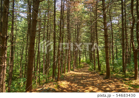 夏 風景 八堂ダム 54683430