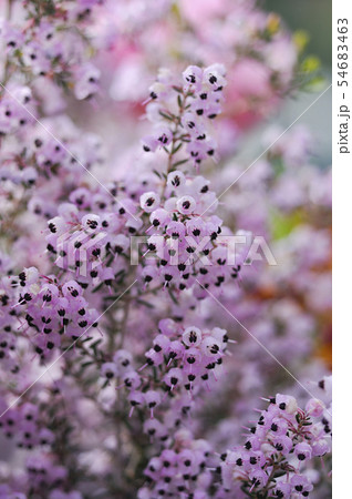 エリカの花 エリカの花 54683463