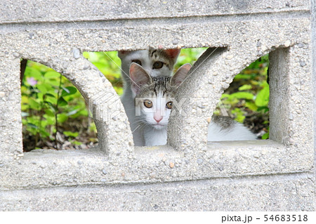 子猫の兄弟 54683518
