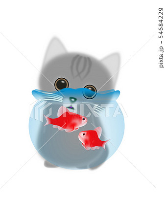 Fluffy Cat Poaro シルバー猫と金魚鉢のイラスト素材