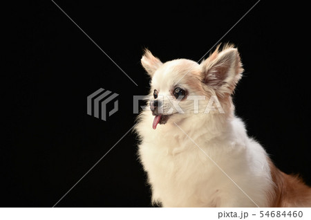 チワワ 54684460