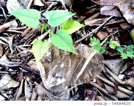 Pho Ton Lek grew strong. 54684620