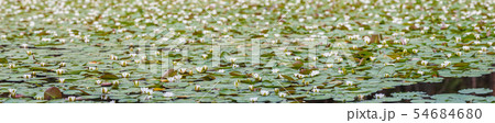White water lily on lake White water lily on lake 54684680