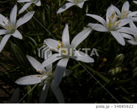 オーニソガラム 54685622