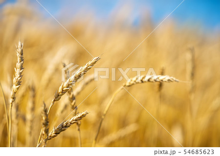 Close up of golden wheat ears over blue sky at sunny day. 54685623